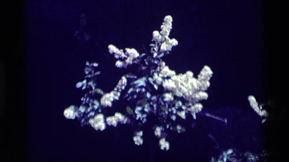 A pale cluster of wildflowers and leaves appears in soft 1975 8mm footage from Minaret Wilderness, California.