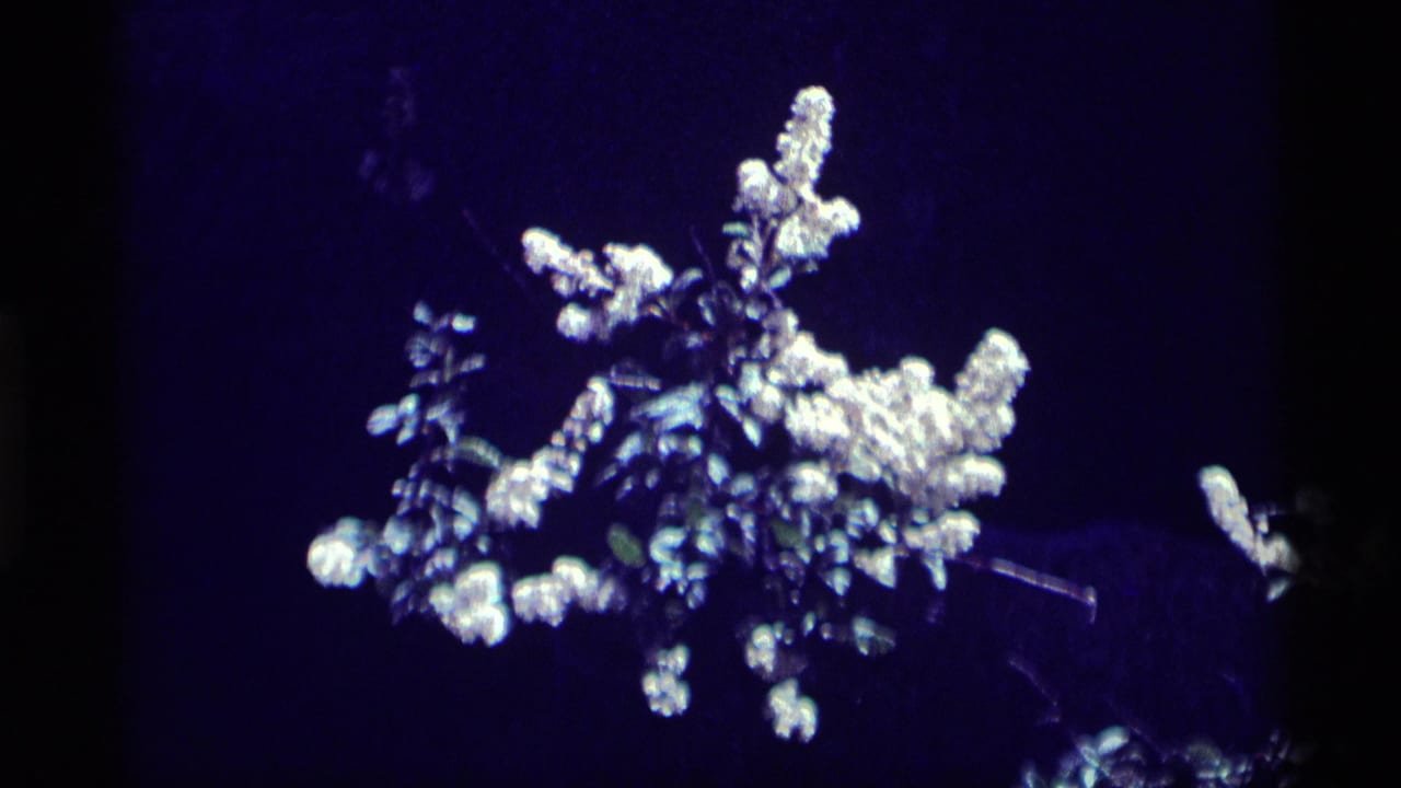 1975 8mm Minaret Wilderness frame showing white wildflowers and leaves set against a dark blue-purple background.