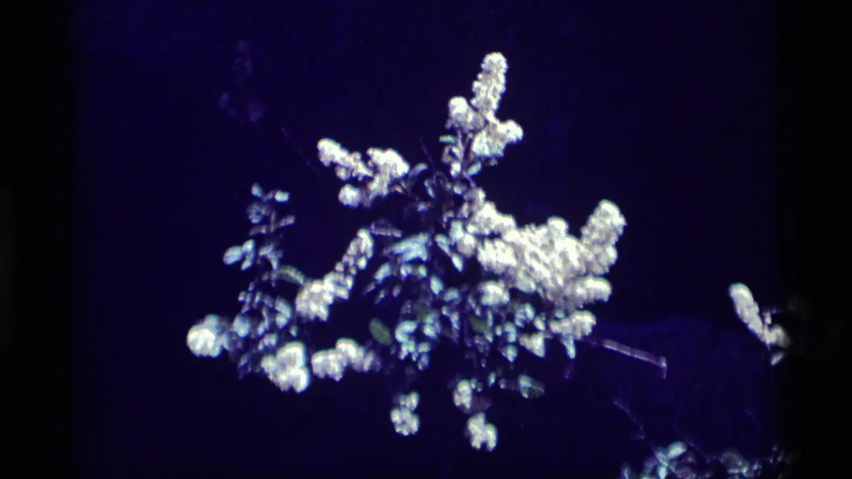 1975 8mm Minaret Wilderness frame showing white wildflowers and leaves set against a dark blue-purple background.