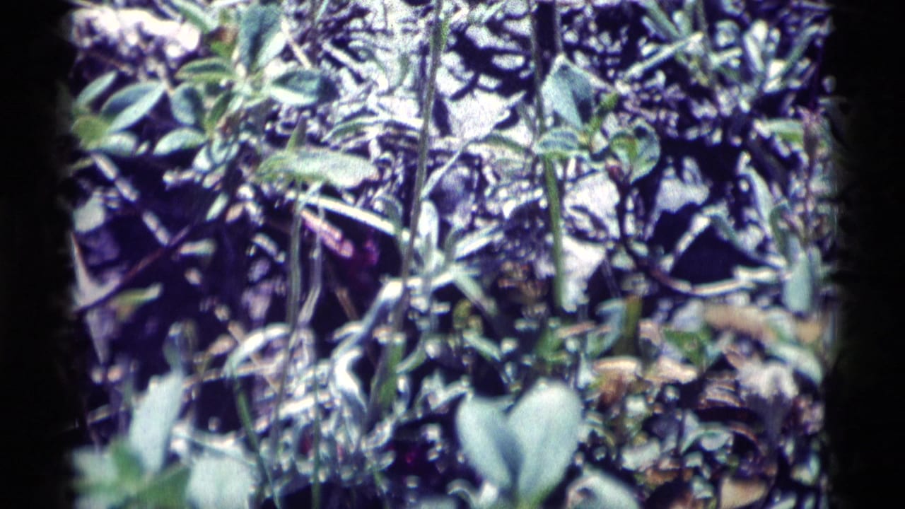 Close 1975 8mm view of leafy plants and dry stems in Minaret Wilderness, with soft focus and visible grain.