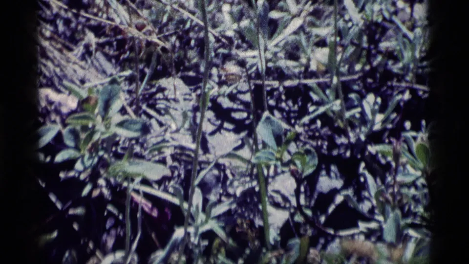 1975 8mm Minaret Wilderness close-up with low green plants, grass stems, and dry twigs across the ground.