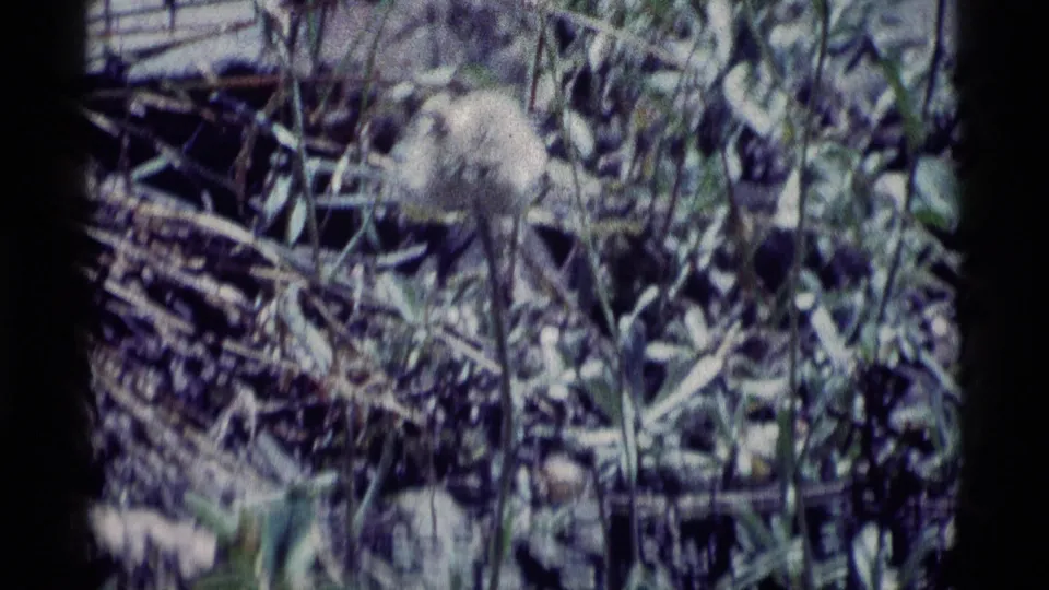 1975 8mm Minaret Wilderness frame with a dandelion seed head among grasses, leaves, and dry stems.