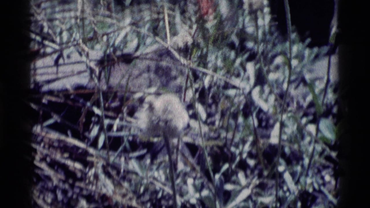 1975 Minaret Wilderness 8mm frame showing a pale seed head nestled in grasses and wild brush.