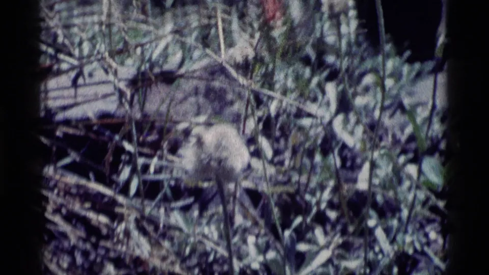 1975 Minaret Wilderness 8mm frame showing a pale seed head nestled in grasses and wild brush.