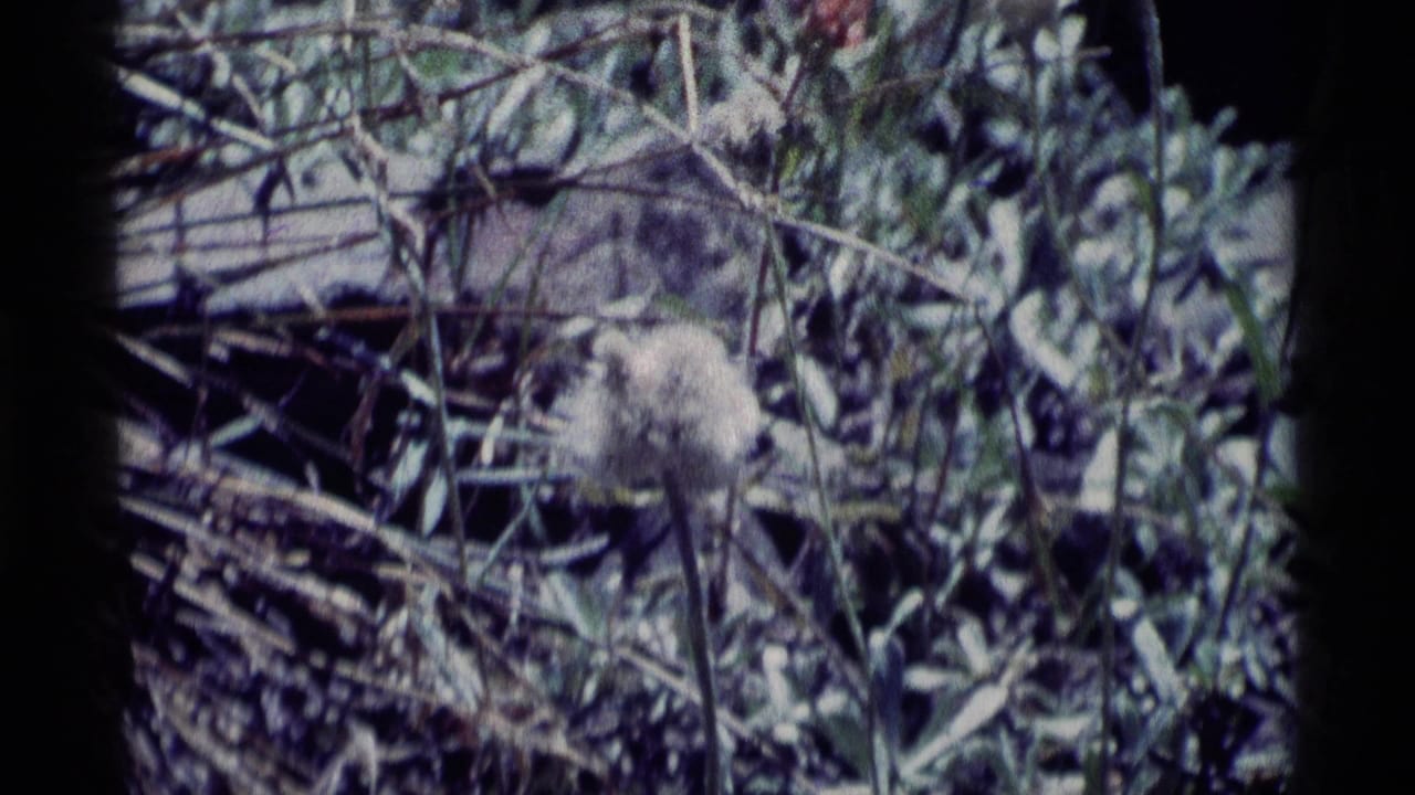 Seed head and grasses seen through soft, grainy film texture.