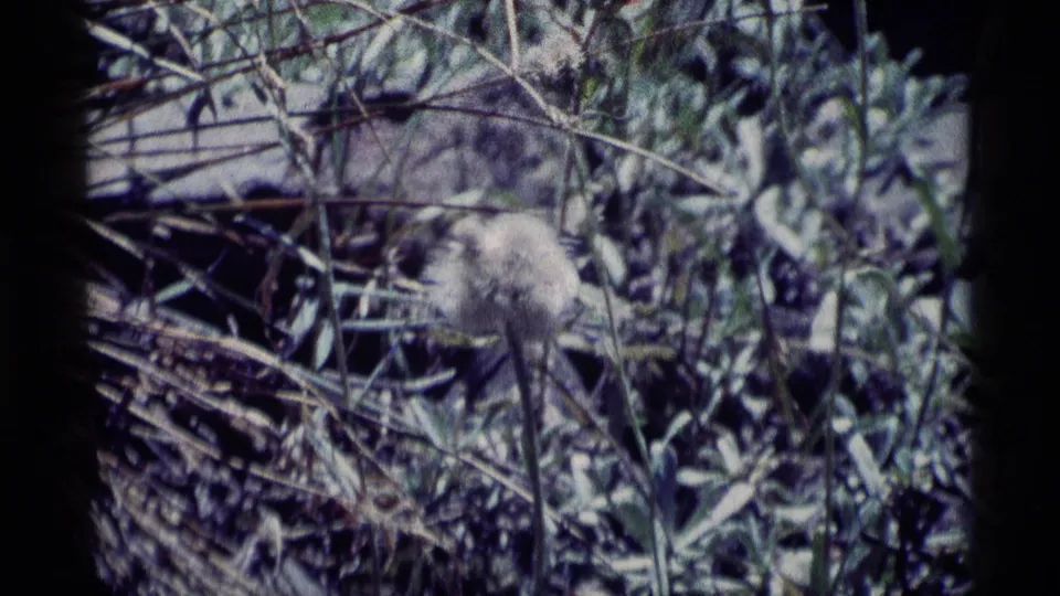 Grainy 1975 wilderness frame with a soft seed head in dense grass and brush.