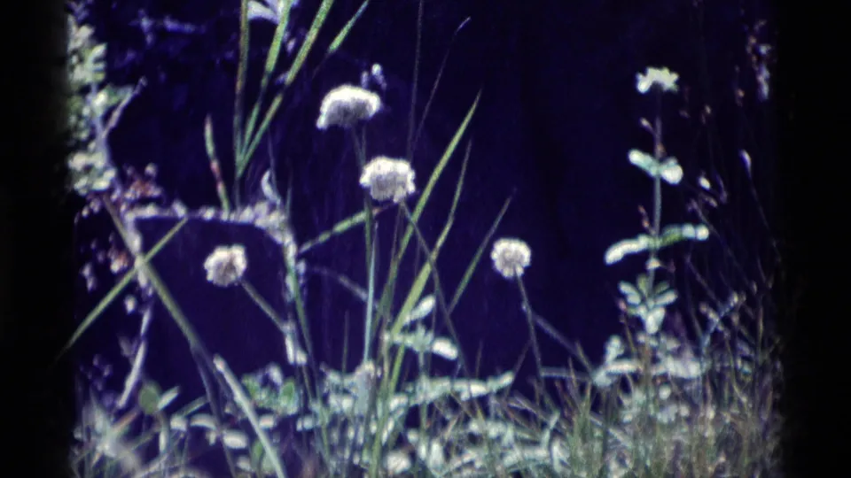 Wider 8mm view of multiple pale seed heads and grasses in a shaded California wilderness setting.