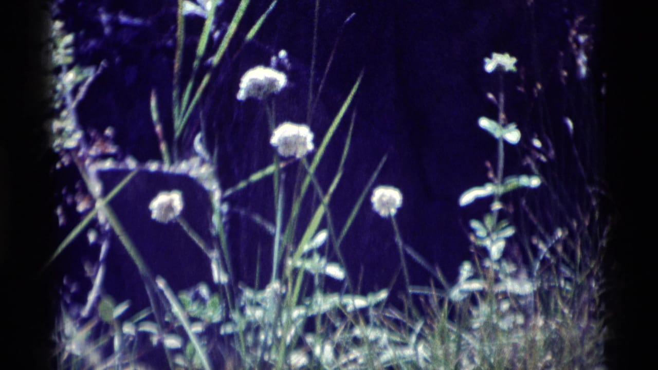 1975 8mm frame from Minaret Wilderness showing white dandelion-like flowers and grasses in a shadowed natural area.