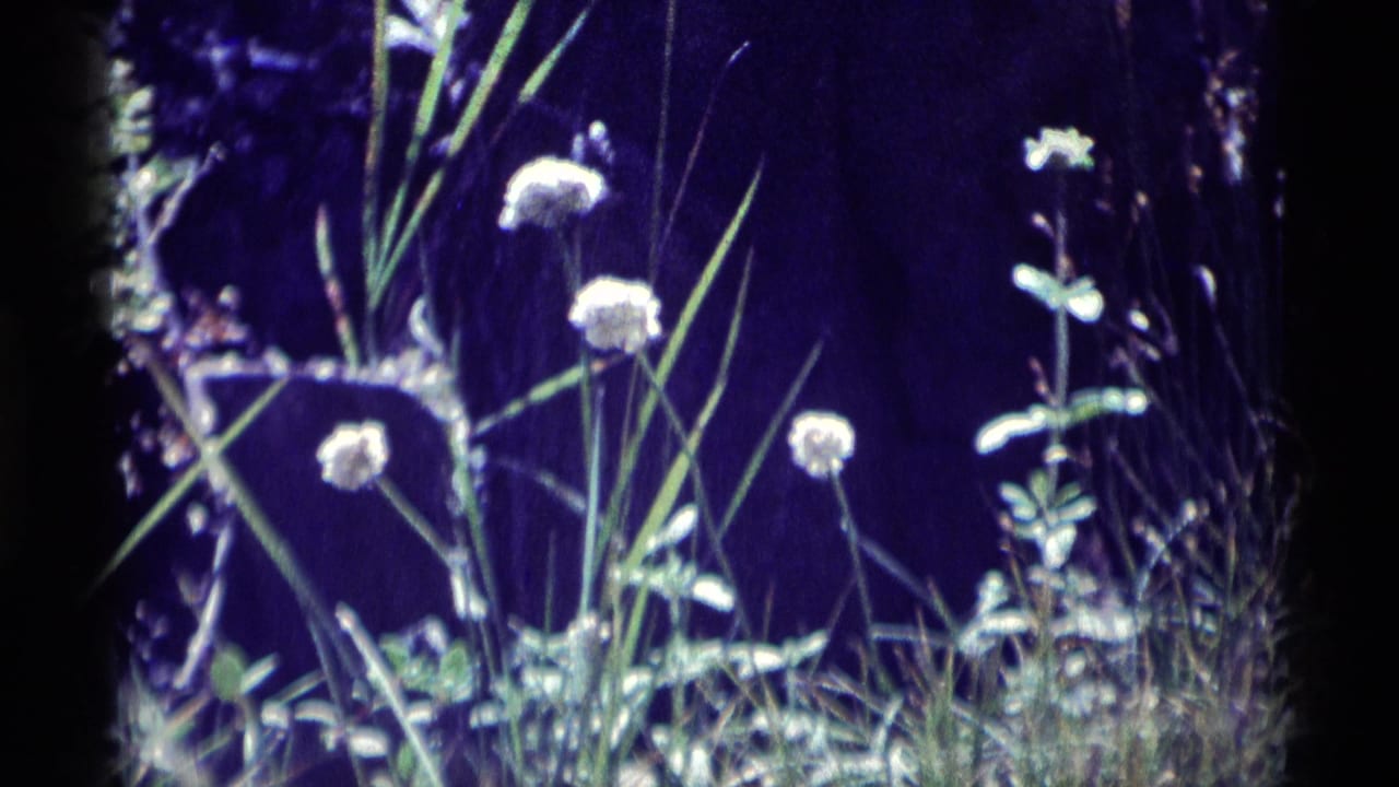 1975 8mm frame showing white dandelion-like flowers and thin grasses in likely Minaret Wilderness shade.