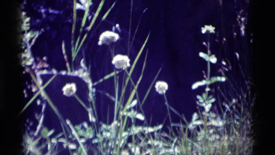1975 8mm frame showing white dandelion-like flowers and thin grasses in likely Minaret Wilderness shade.