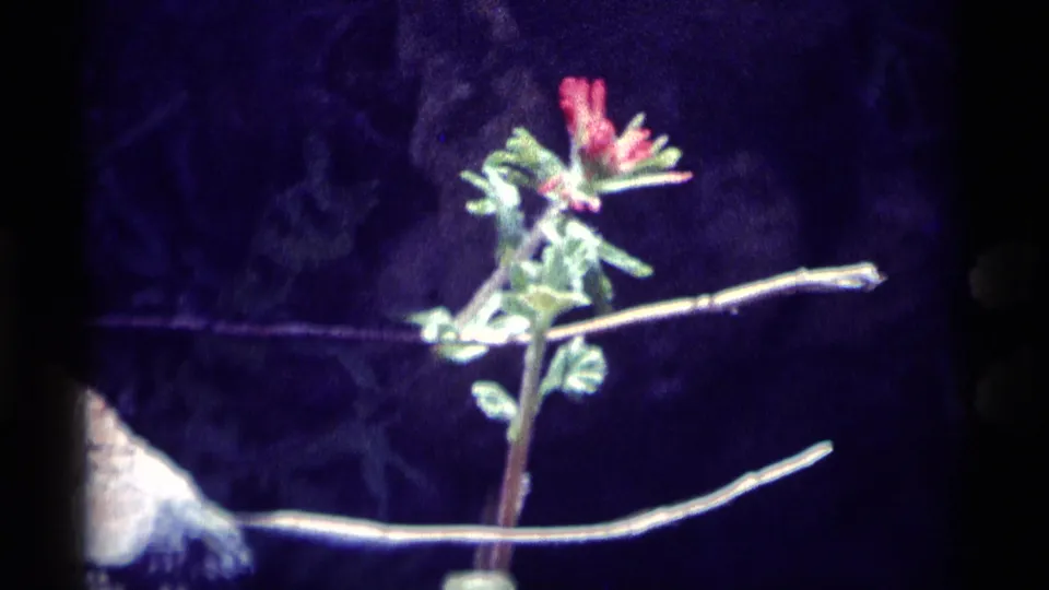 1975 8mm frame from Minaret Wilderness showing a red wildflower stem crossed by pale branches.
