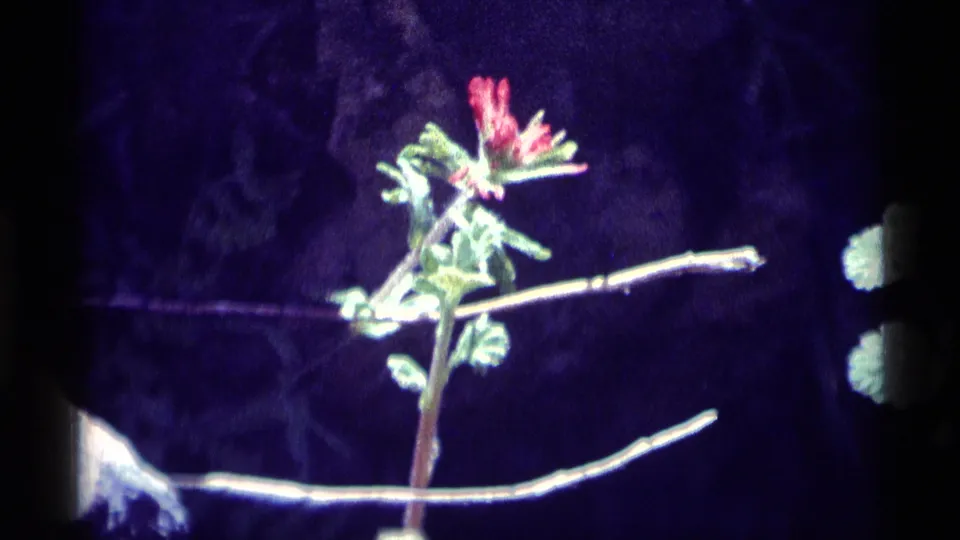 1975 8mm frame showing a red wildflower, green leaves, and pale branches in a shaded California wilderness setting.