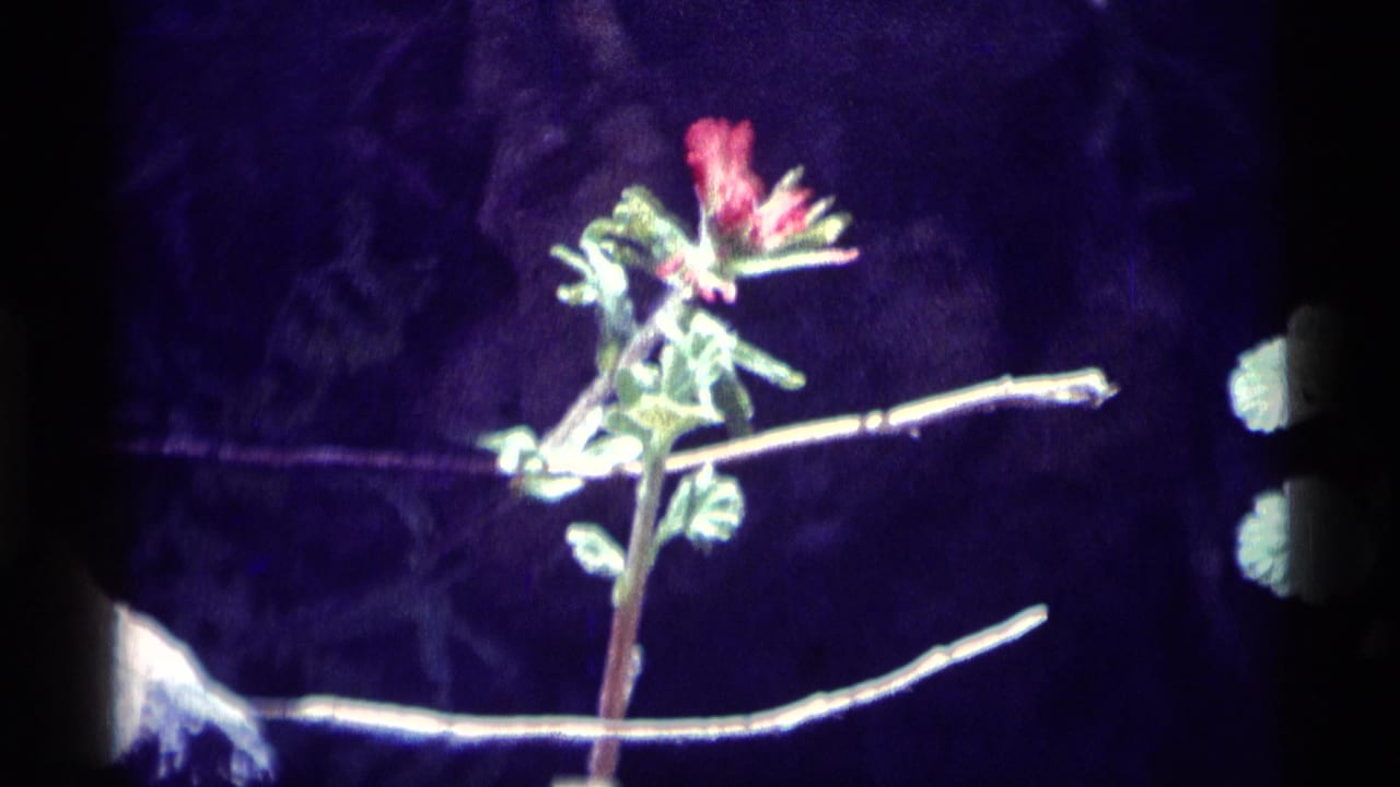 1975 8mm close-up of a red wildflower with green leaves in the Minaret Wilderness, framed against a dark rocky background.