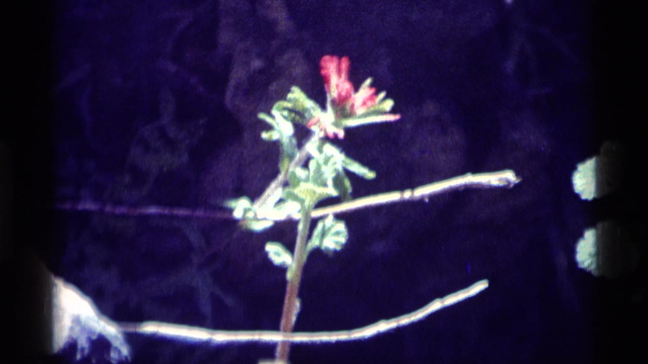 Close 1975 8mm frame of a red wildflower and green leaves near pale branches in the Minaret Wilderness.