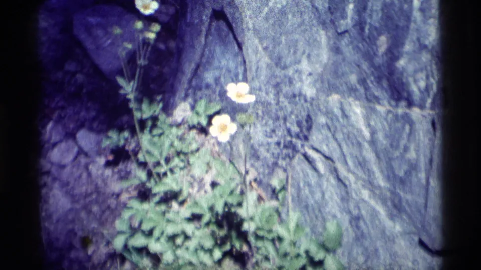 1975 8mm view of white wildflowers and green foliage growing among rocks in the Minaret Wilderness.