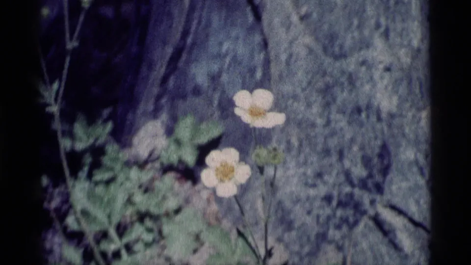 Soft 1975 8mm close-up of pale white wildflowers and leaves against gray rock in the Minaret Wilderness.