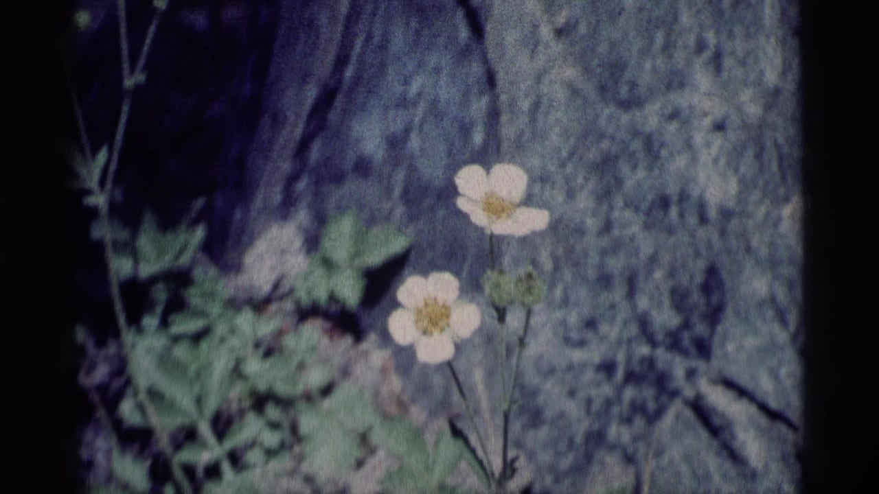 1975 Minaret Wilderness home-movie frame showing white wildflowers, green leaves, and a rough gray rock surface.