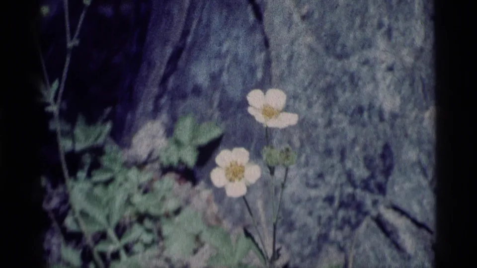 1975 Minaret Wilderness home-movie frame showing white wildflowers, green leaves, and a rough gray rock surface.
