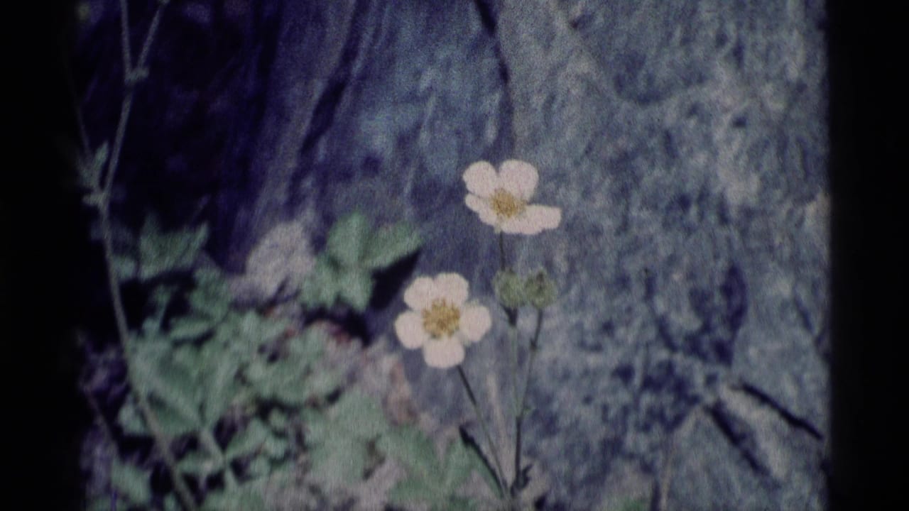 Two white flowers and green foliage beside a rock crevice.
