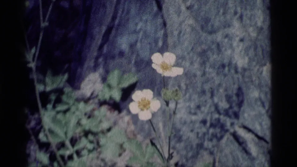 Close 8mm view of white wildflowers and leaves against rugged rock in the Minaret Wilderness area.