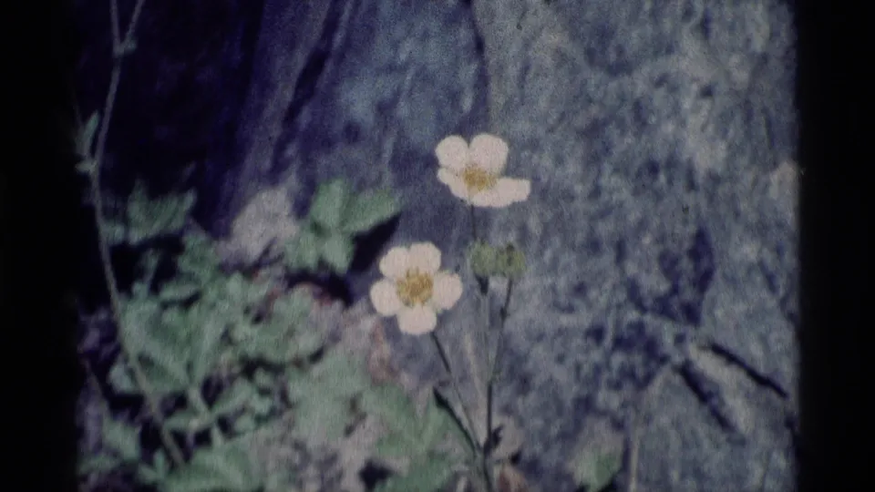 Soft 1975 home-movie close-up of white wildflowers, leaves, and textured rock in a California wilderness setting.