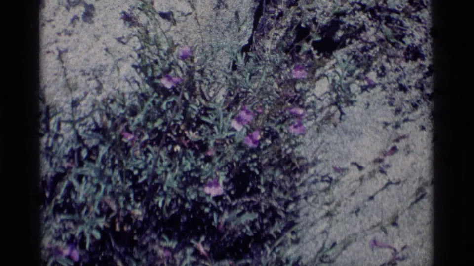 Vintage 8mm frame showing a patch of purple wildflowers and green plants on rocky ground in Minaret Wilderness.