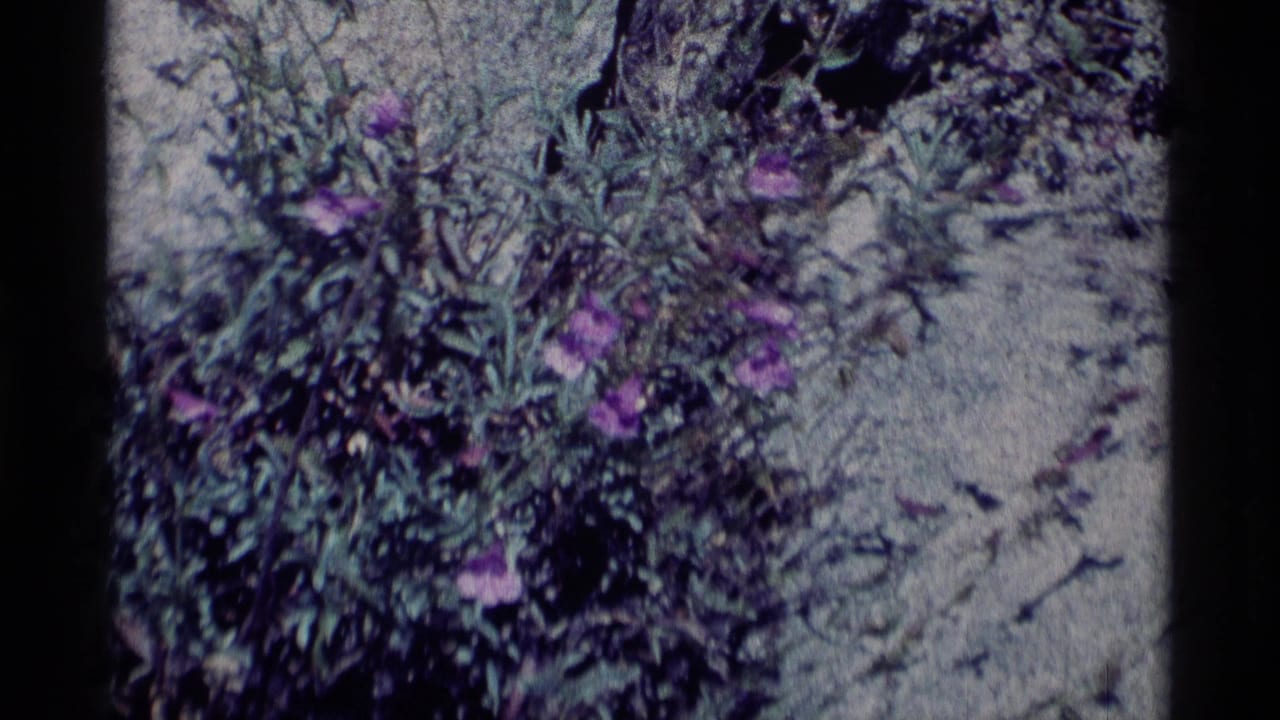 1975 8mm Minaret Wilderness footage showing purple flowers in leafy growth against pale rocky ground.