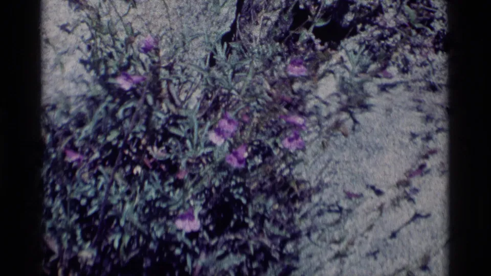 1975 8mm Minaret Wilderness footage showing purple flowers in leafy growth against pale rocky ground.