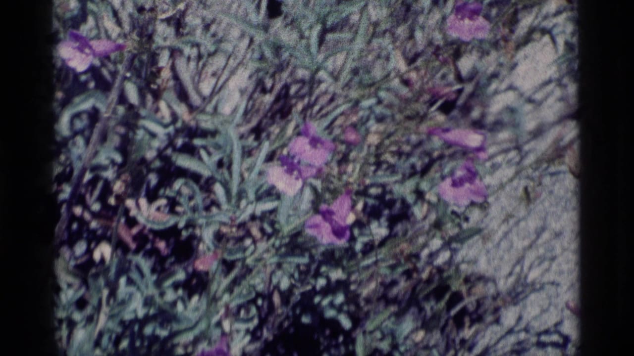 Mid-zoom 8mm frame of purple wildflowers and green foliage in the Minaret Wilderness, California.