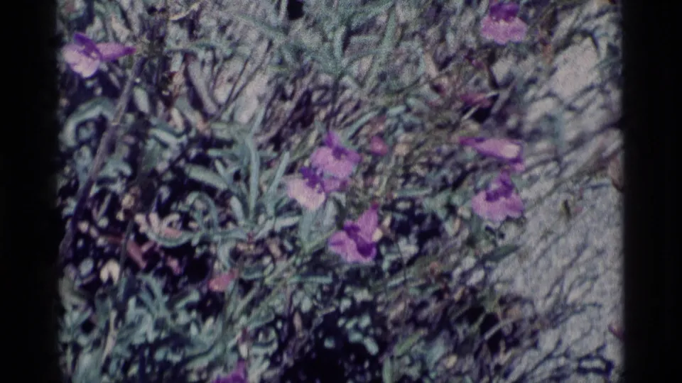 Mid-zoom 8mm frame of purple wildflowers and green foliage in the Minaret Wilderness, California.