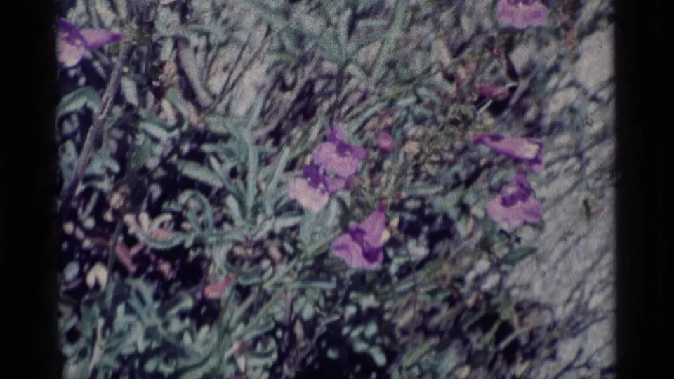 Close 1975 8mm view of purple flowers and dense foliage with pale ground behind them.