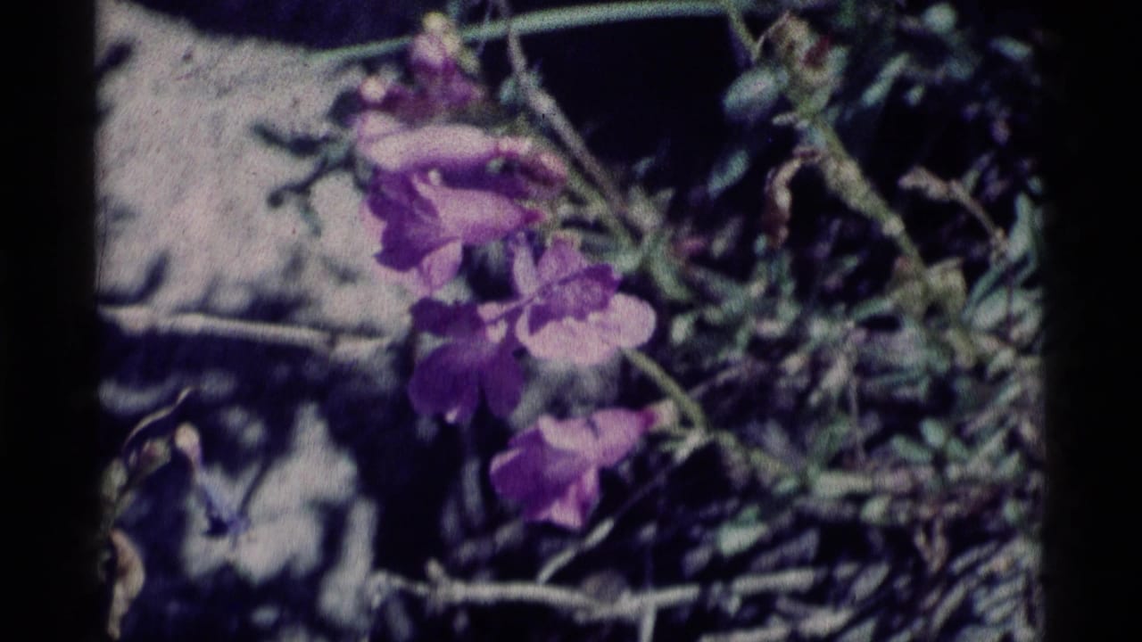 Purple wildflowers grow among foliage and rock in Minaret Wilderness, California, on soft 1975 8mm home-movie footage.