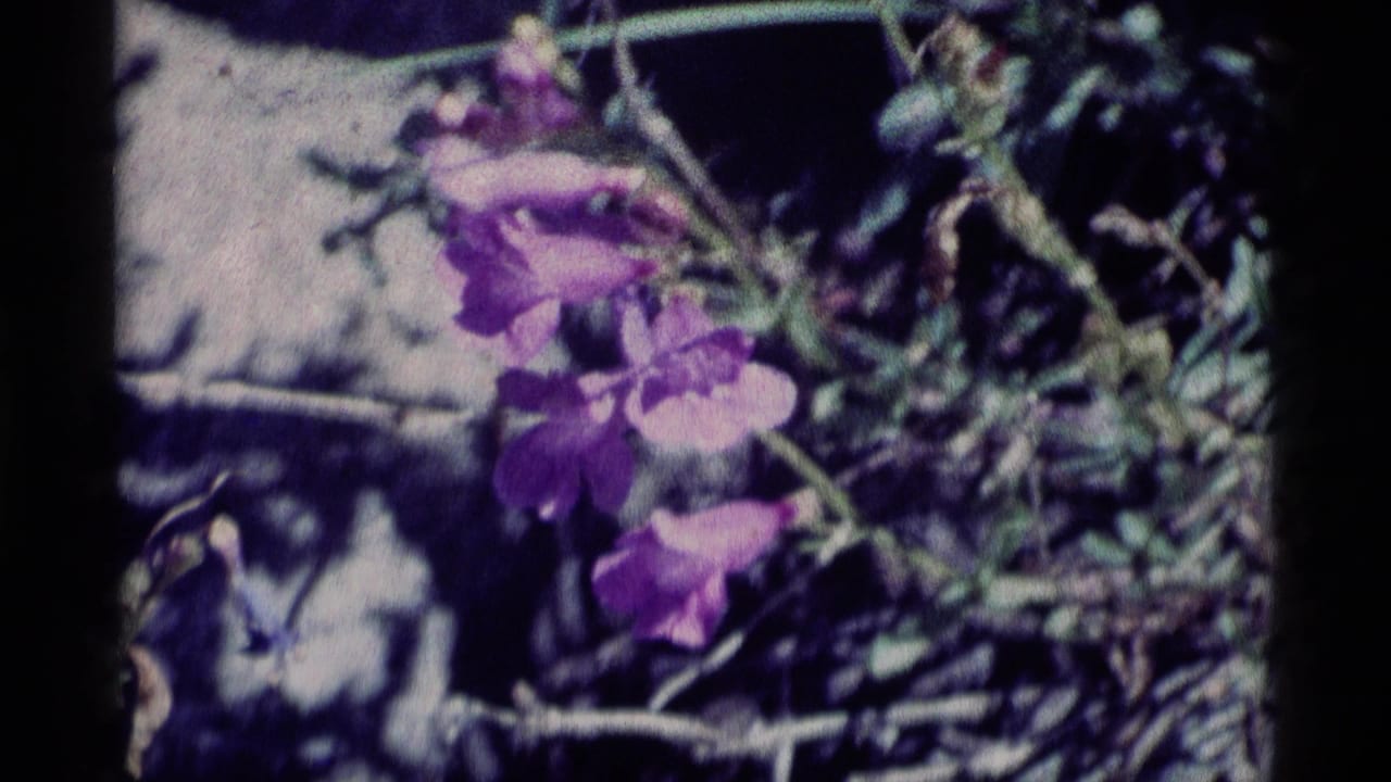 A close view of purple wildflowers amid green foliage and rocky ground in 1975 Minaret Wilderness home-movie footage.