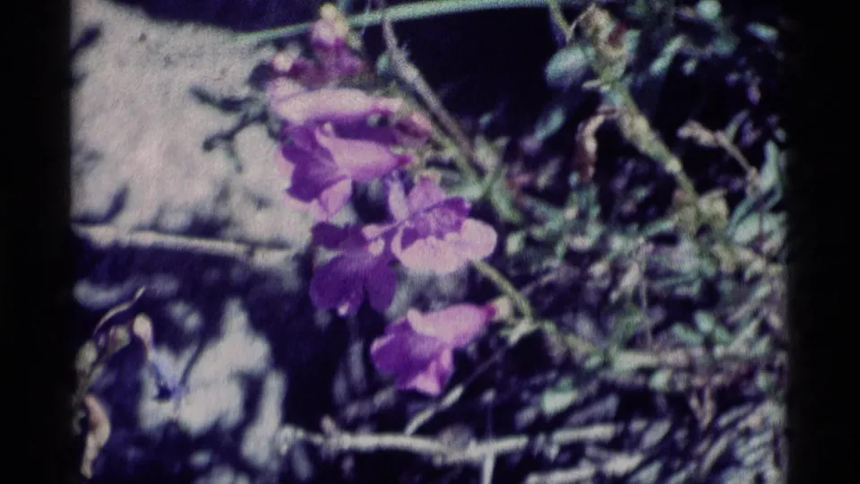 Purple wildflowers and tangled stems fill the frame in a 1975 8mm view from Minaret Wilderness, California.
