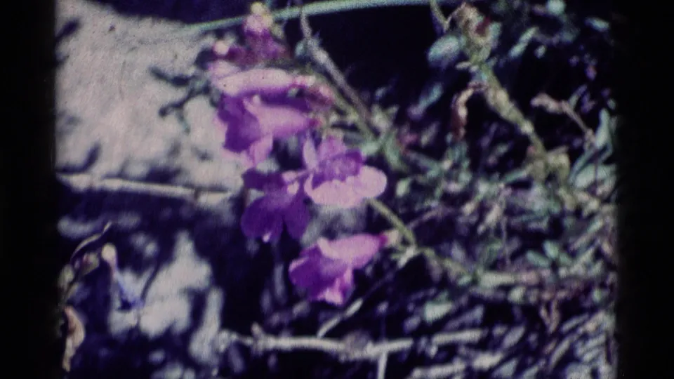 The closing frame holds on purple wildflowers against foliage and shadows in 1975 Minaret Wilderness 8mm footage.