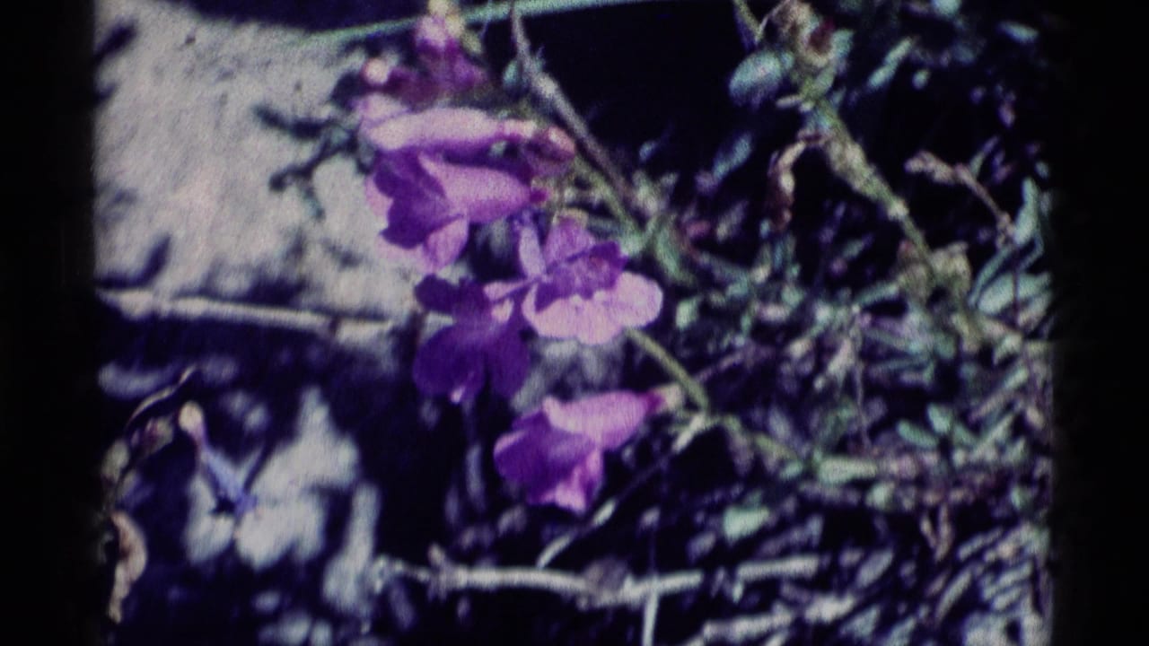 Close-up of purple wildflowers and stems, likely from 1975 Minaret Wilderness home-movie footage.