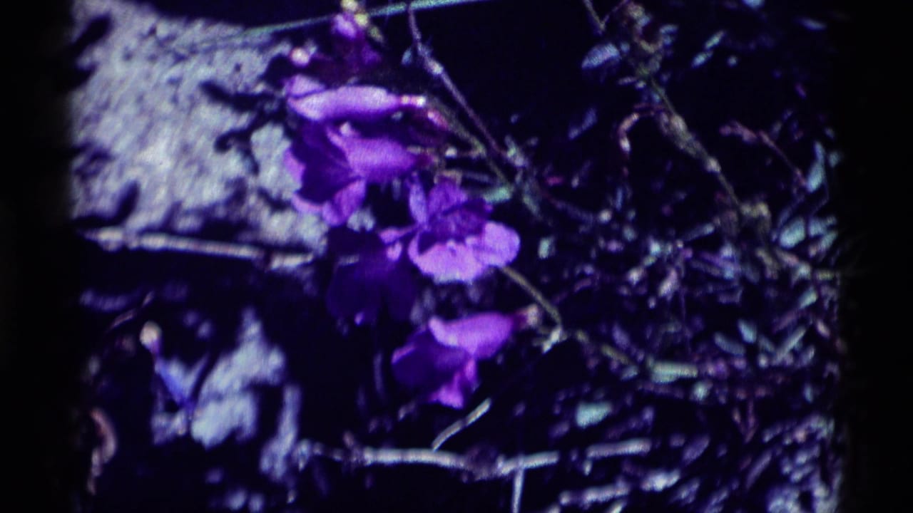 Purple flowers and tangled stems in dark, contrasty light.