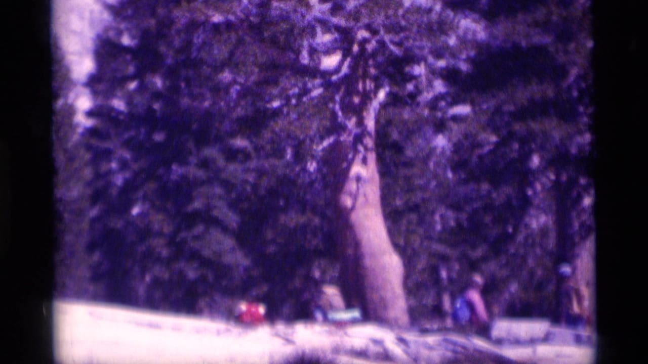 Distant hikers near a large tree trunk in a dense forest scene with purple-blue film color shift.