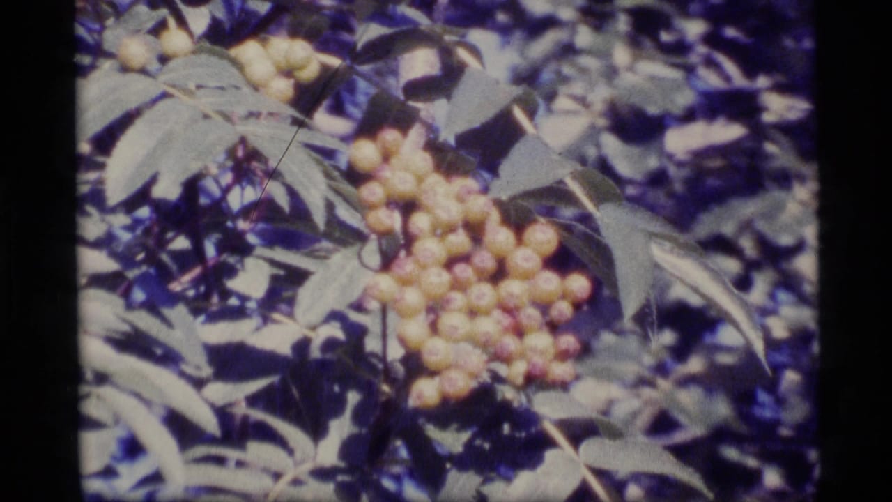 Clusters of pale yellow berries hang among green leaves in a soft 8mm frame.