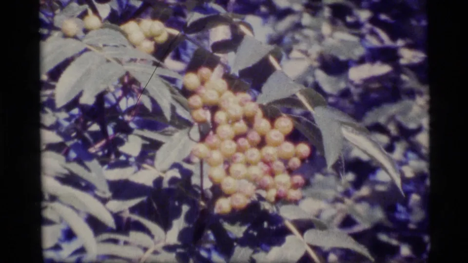 Close 1977 Alaska home-movie view of pale berries on a leafy bush, with soft focus, color shift, and dark film borders.