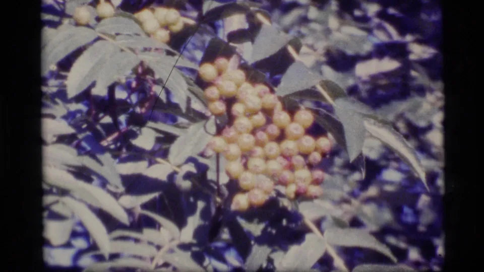Leafy berry bush in Alaska, filmed close on 8mm with rounded gate edges, faded color, and visible grain.