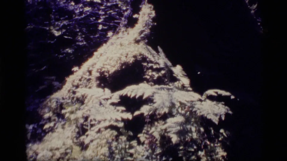 1977 Alaska 8mm frame showing sunlit fern fronds against deep forest shadow, with strong grain and contrast.