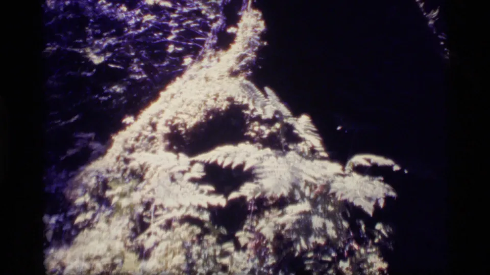 1977 Alaska 8mm frame of textured fern growth lit by strong sunlight, with surrounding forest falling into shadow.