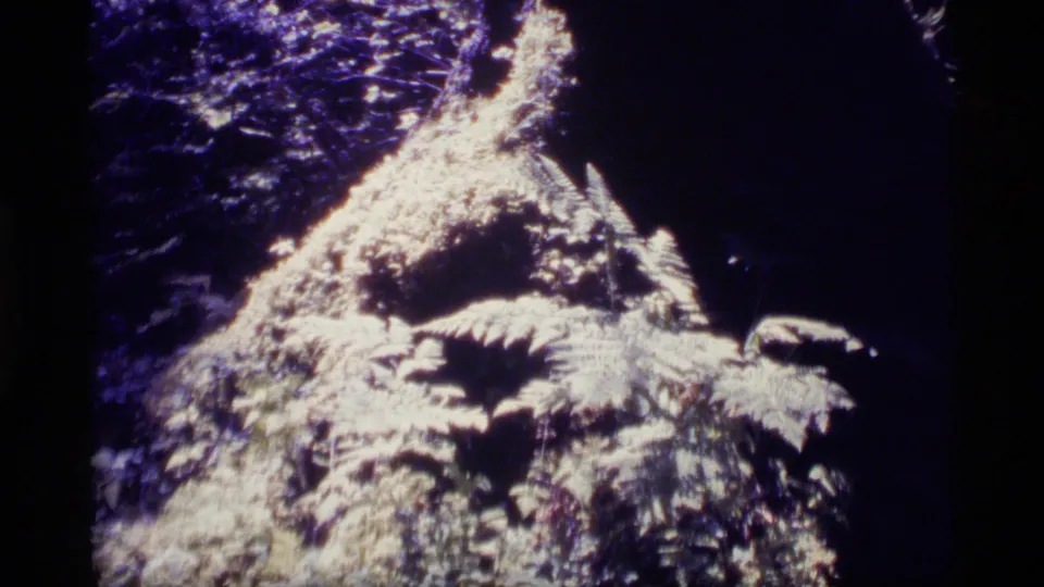 1977 Alaska 8mm frame holding on fern fronds and shadowed undergrowth, with saturated color and handheld home-movie texture.