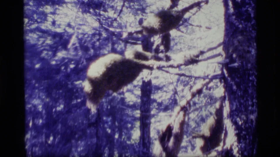 Soft 8mm view of moss-covered branches and conifer trunks in an Alaska forest setting.