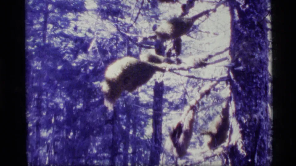 Vintage 8mm frame of mossy branches and trunks along the wooded Alaska trail.