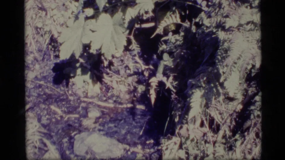 1977 Alaska 8mm frame showing forest-floor plants, ferns, broad leaves, rocks, and tangled undergrowth.