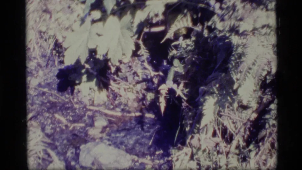 1977 Alaska 8mm close view of ferns, leafy plants, rocks, and dark forest-floor debris.