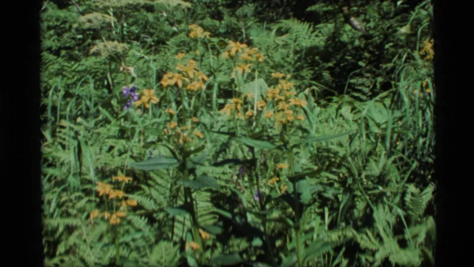 1977 Alaska 8mm close view of forest undergrowth with ferns, grasses, orange wildflowers, and small purple blooms.