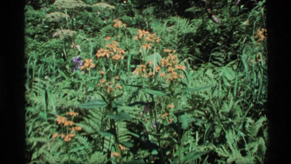 1977 Alaska 8mm frame of sunlit forest undergrowth, showing ferns, grasses, leafy stems, and orange blossoms.